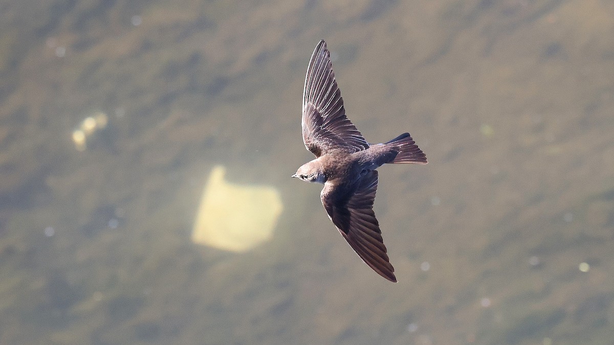 Northern Rough-winged Swallow - ML438004441