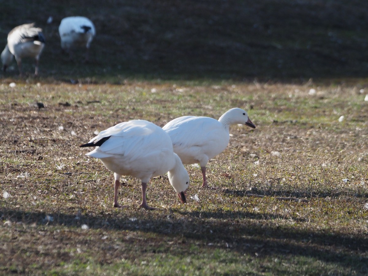 Snow Goose - ML438004961