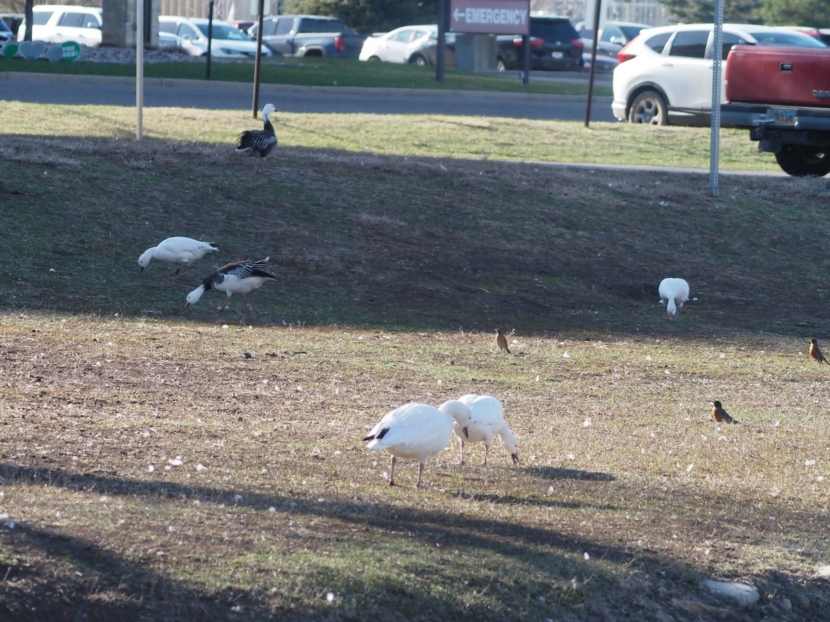 Snow Goose - ML438005021