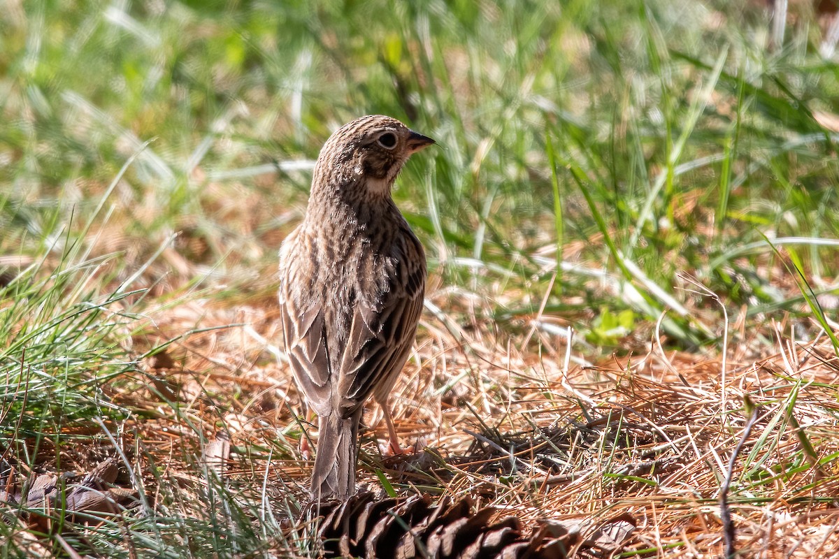 Vesper Sparrow - ML438005801