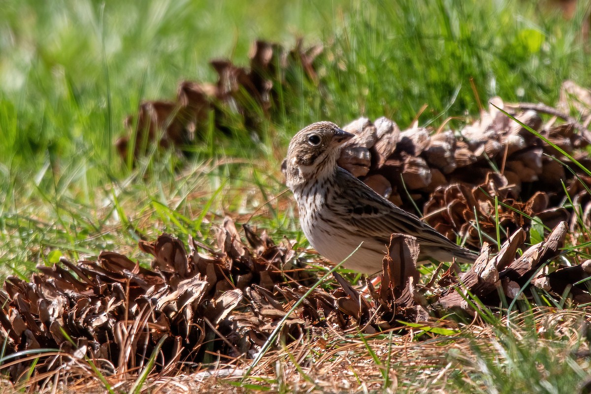 Vesper Sparrow - ML438005821