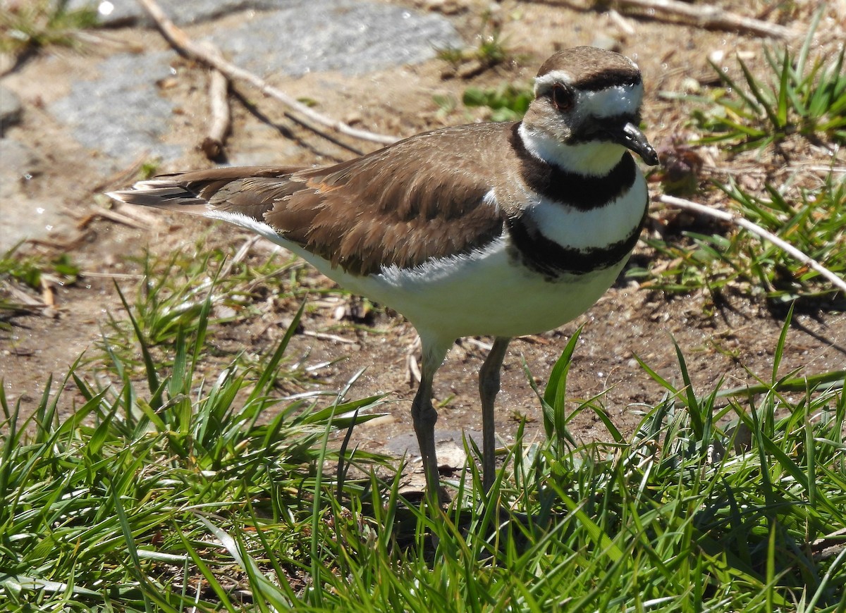 Крикливый зуёк - ML438006301