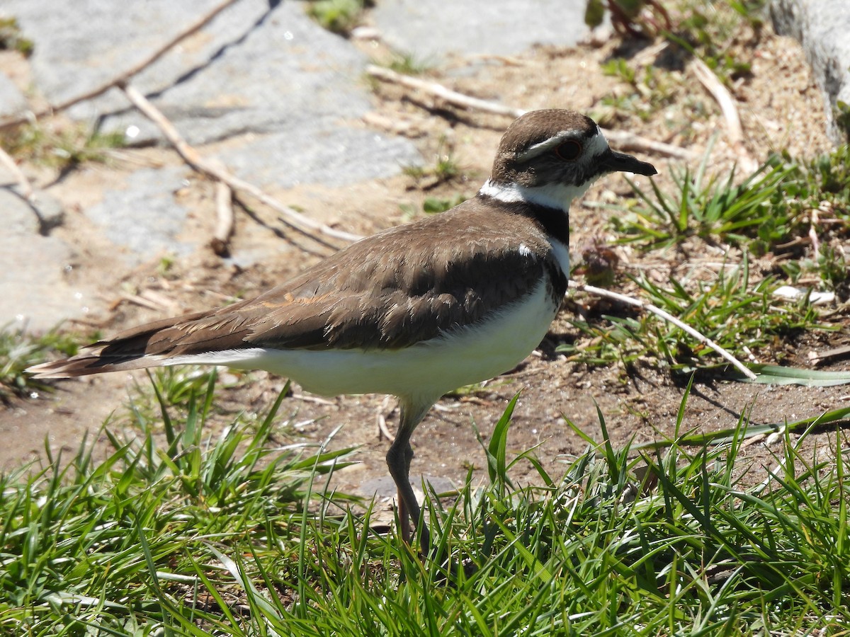 Крикливый зуёк - ML438006341