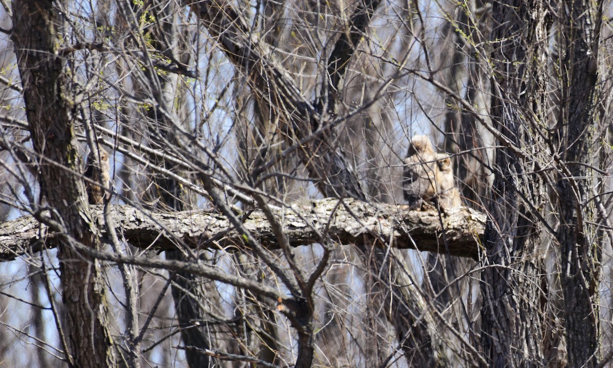 Great Horned Owl - ML438007391