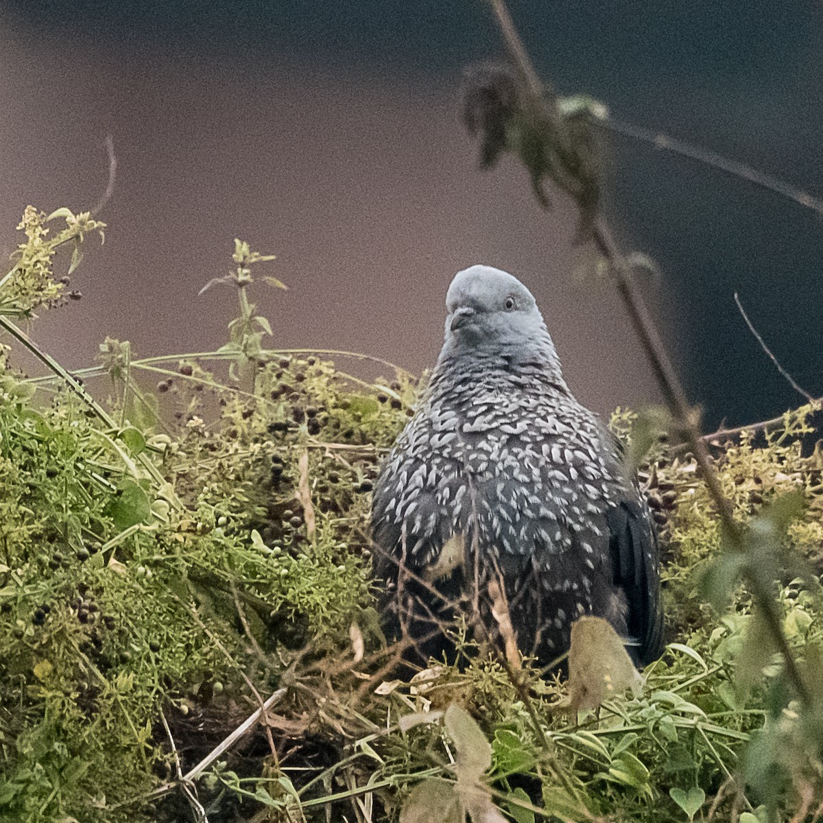 Speckled Wood-Pigeon - ML43800791