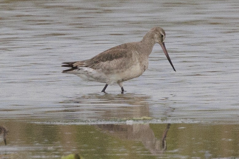 Hudsonian Godwit - ML438009121