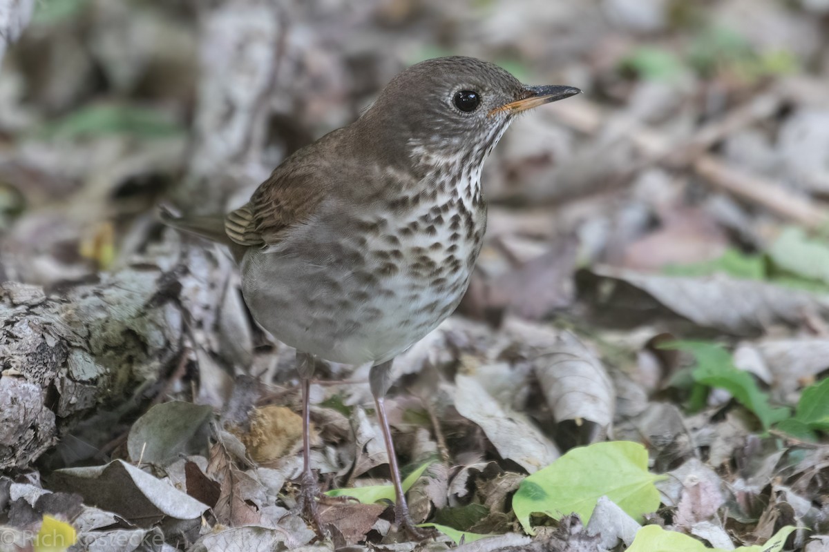 Gray-cheeked Thrush - Rich Kostecke