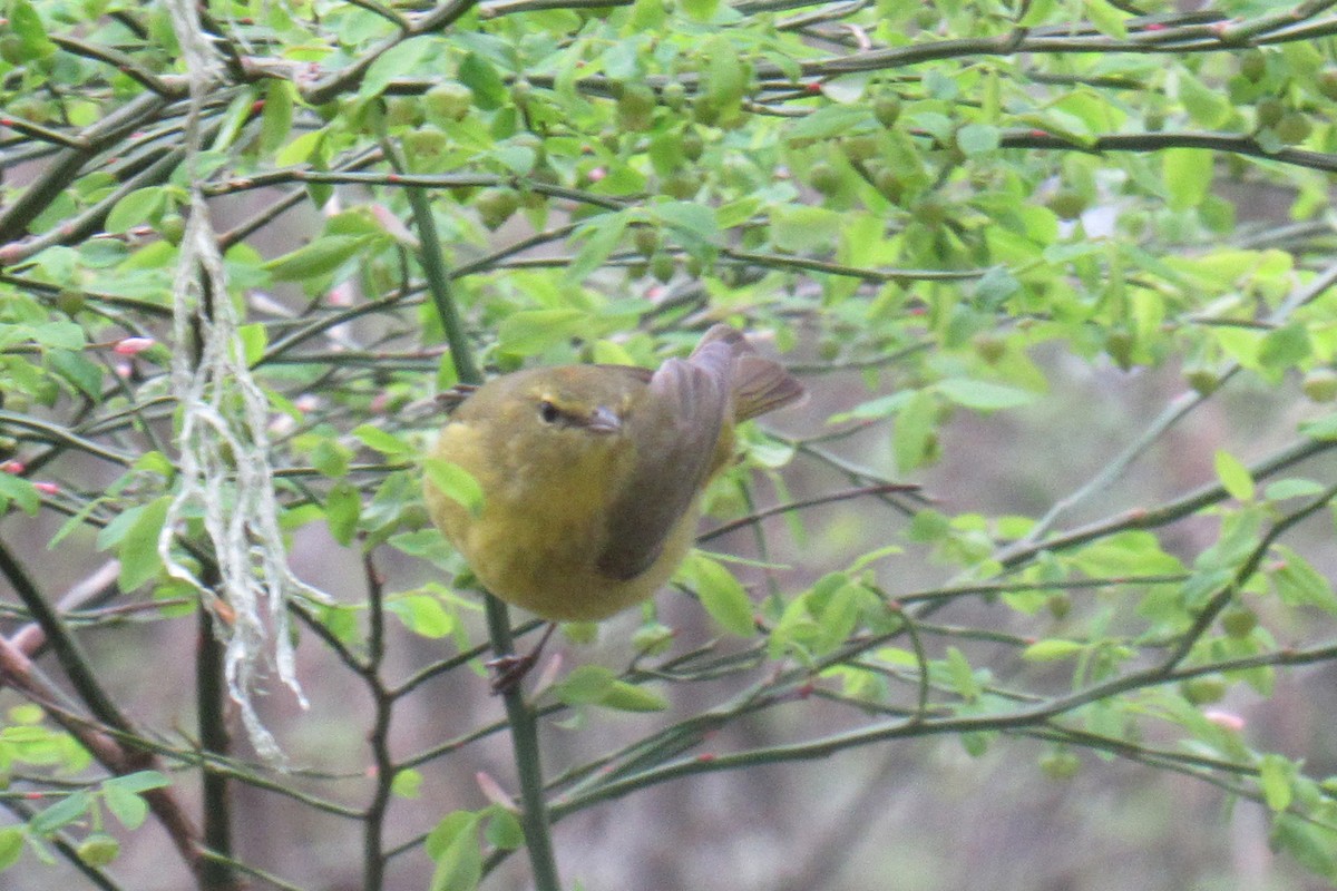 Orange-crowned Warbler - ML438013271