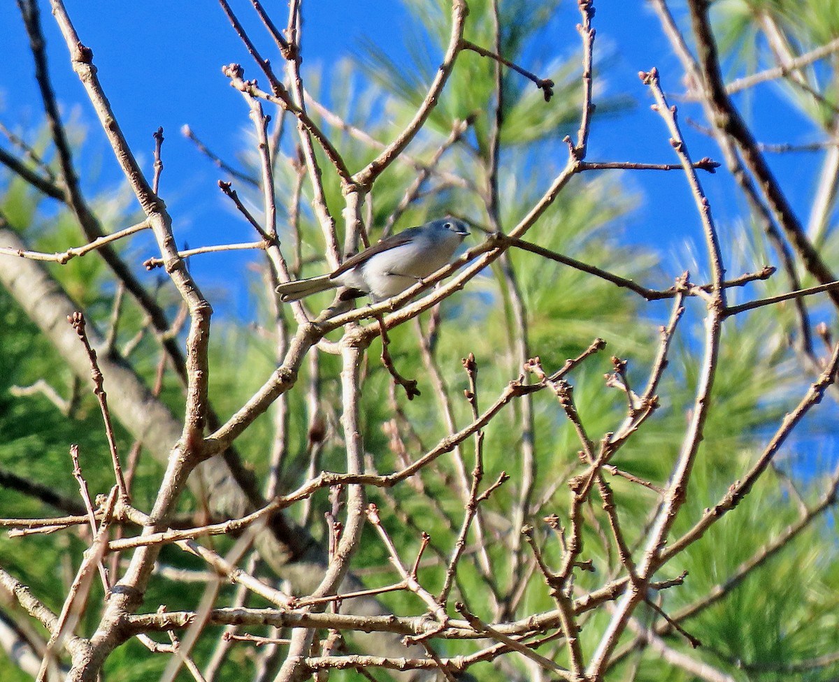 Blue-gray Gnatcatcher - ML438015181