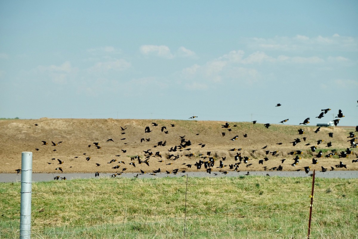 Yellow-headed Blackbird - ML438016741