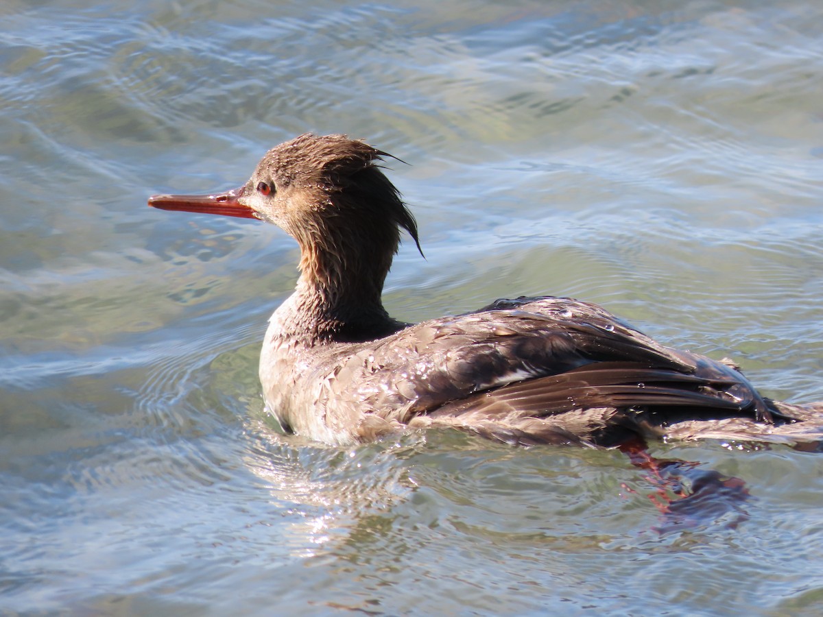 Red-breasted Merganser - ML438016771