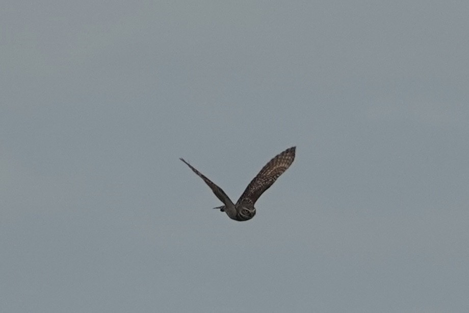 Burrowing Owl (Florida) - ML438017061