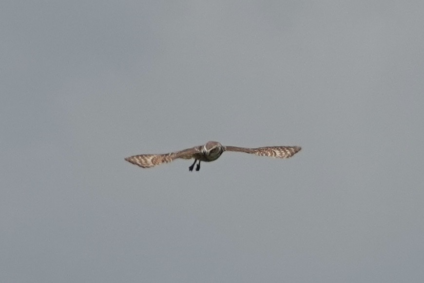 sýček králičí (ssp. floridana) - ML438017071