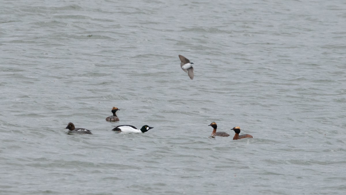 Horned Grebe - ML438017211