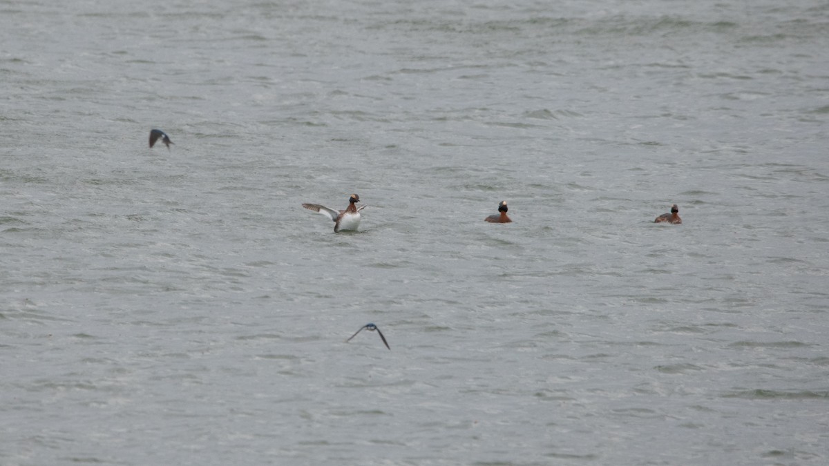 Horned Grebe - ML438017371