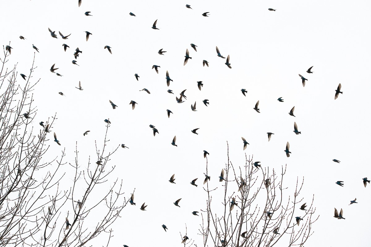 Tree Swallow - ML438017471