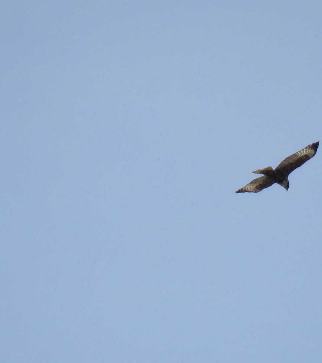 Red-tailed Hawk (Harlan's) - ML438017641