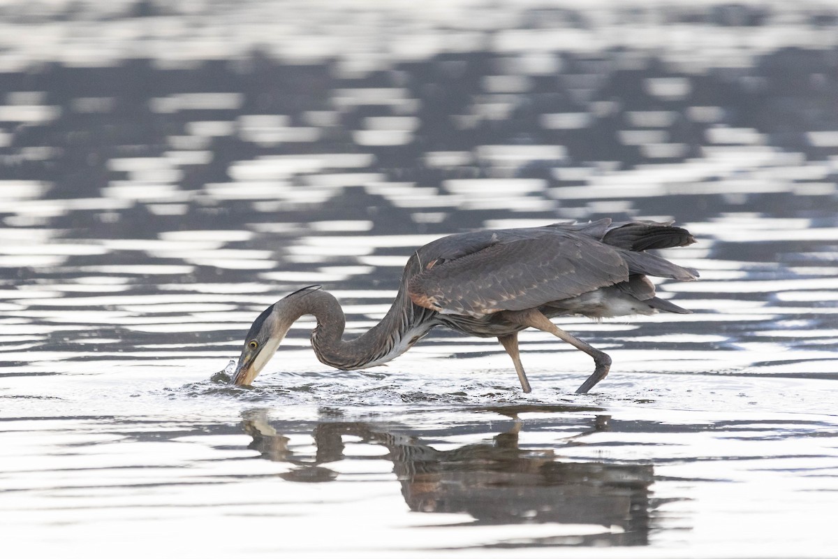 Great Blue Heron (Great Blue) - ML438017951