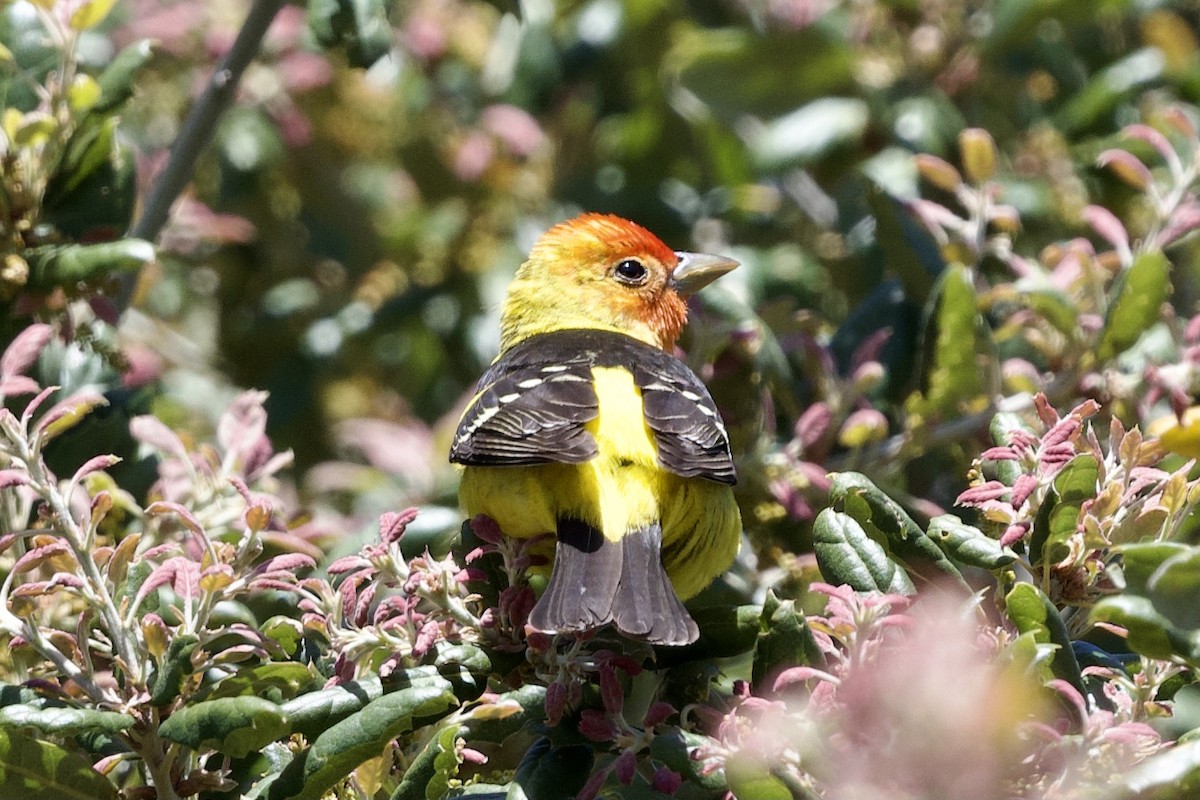 Western Tanager - ML438019221