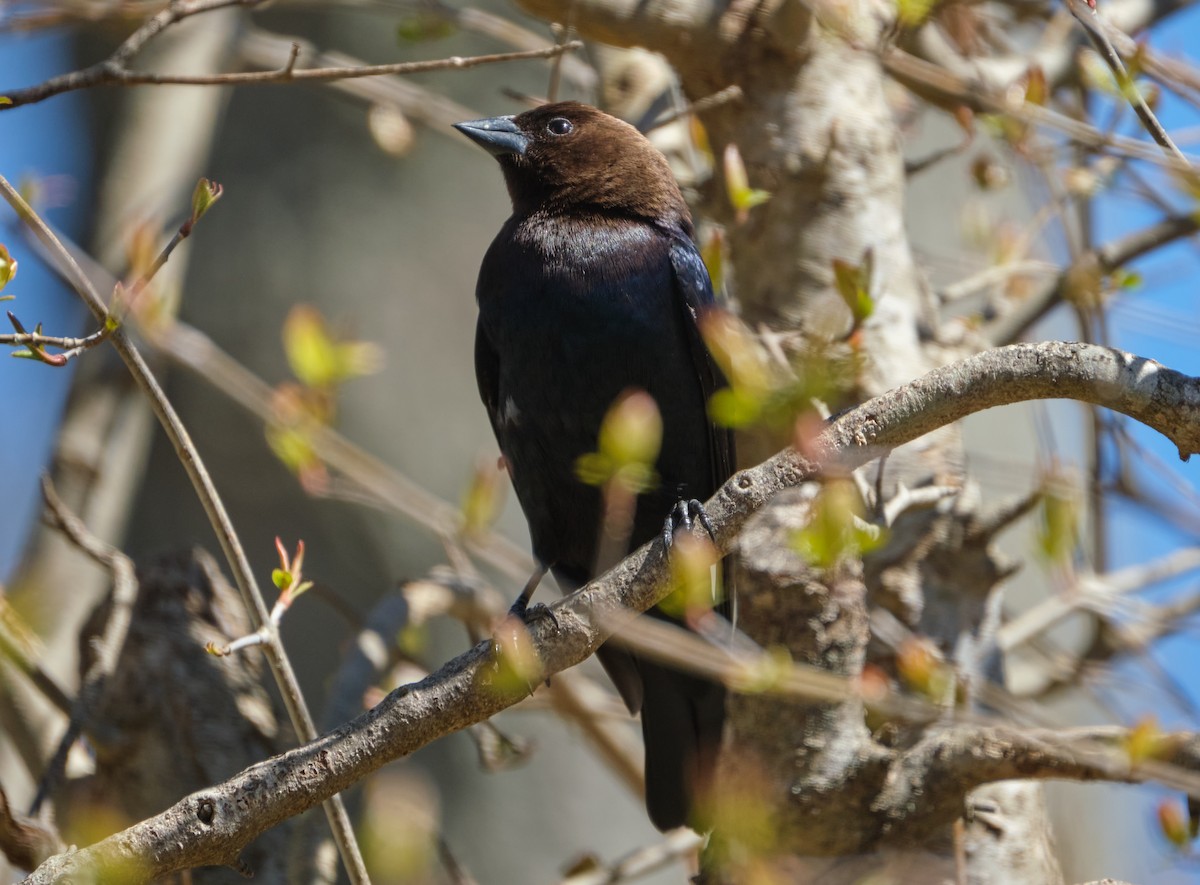 Brown-headed Cowbird - ML438019601