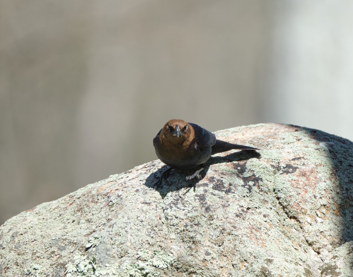 Brown-headed Cowbird - ML438019691