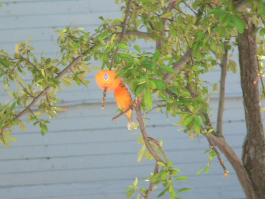 Flame-colored Tanager - ML438019821
