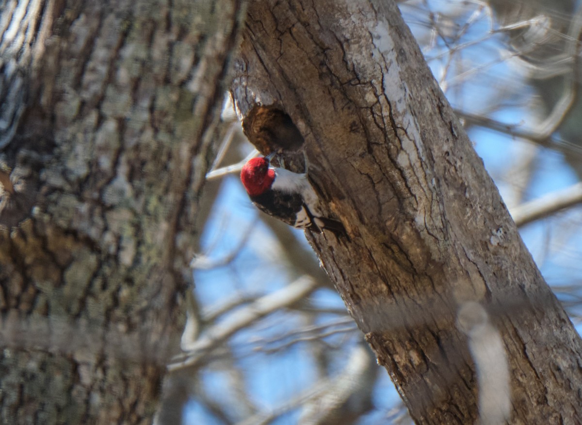 Red-headed Woodpecker - ML438019851