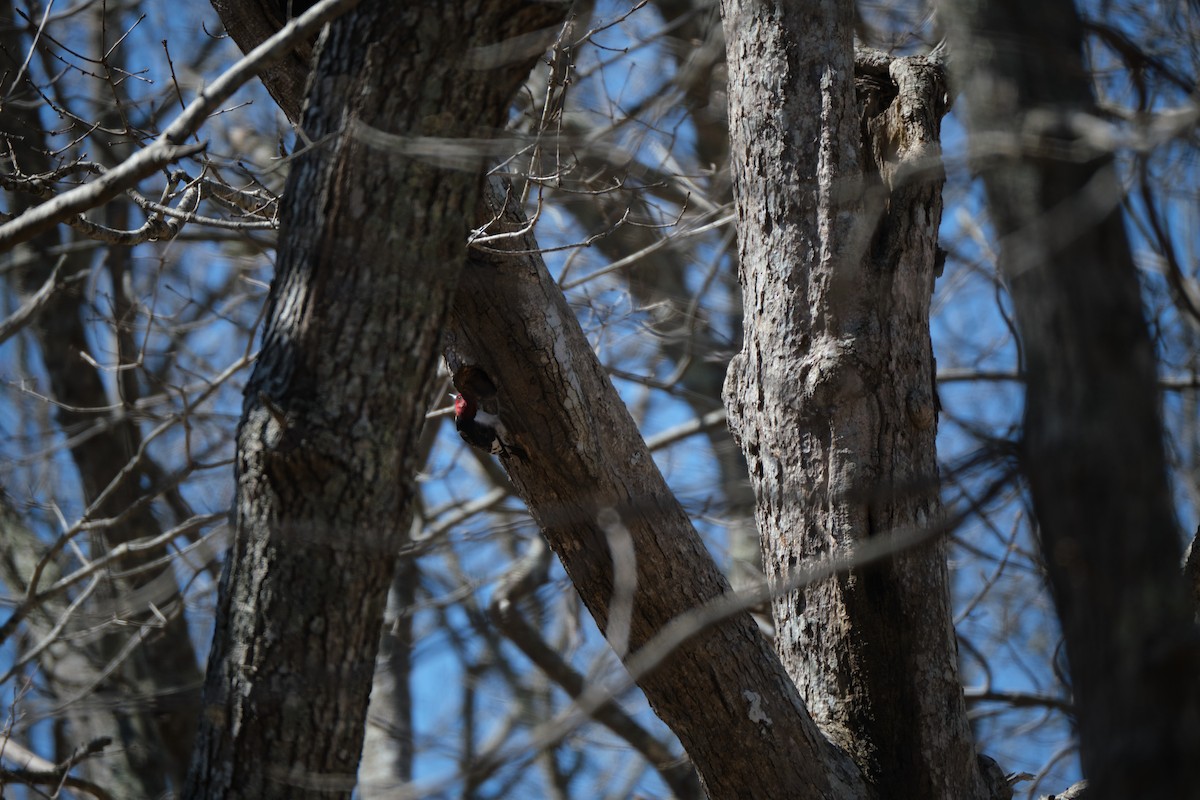 Red-headed Woodpecker - ML438019951