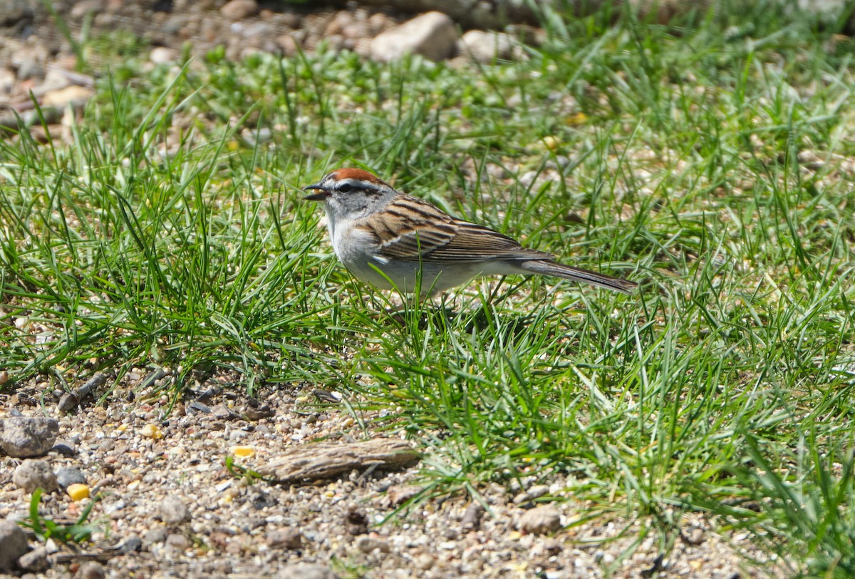 Chipping Sparrow - ML438019991