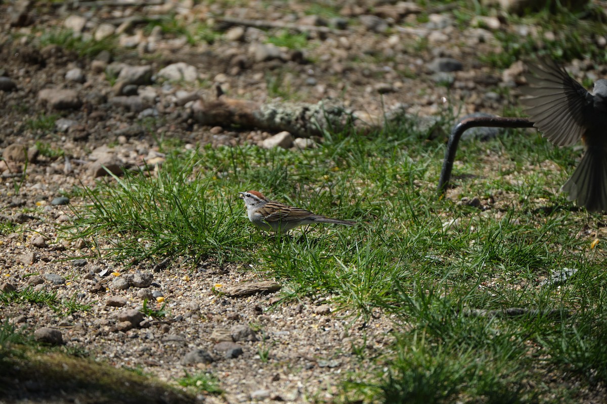 Chipping Sparrow - ML438020051