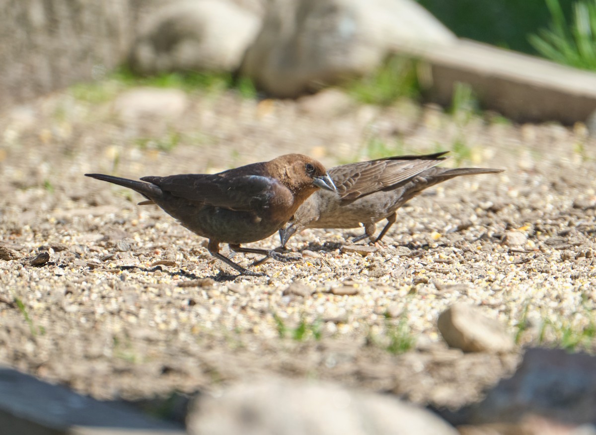 Brown-headed Cowbird - ML438020101