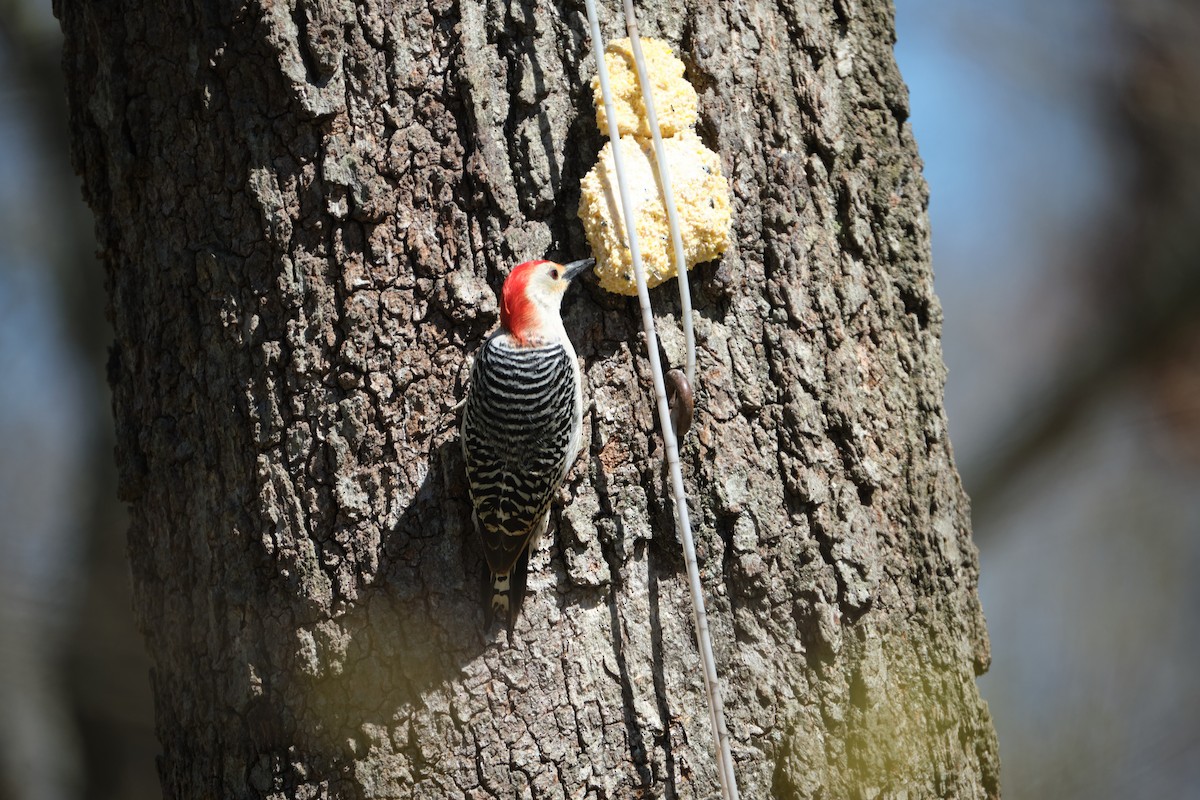 Red-bellied Woodpecker - ML438020301