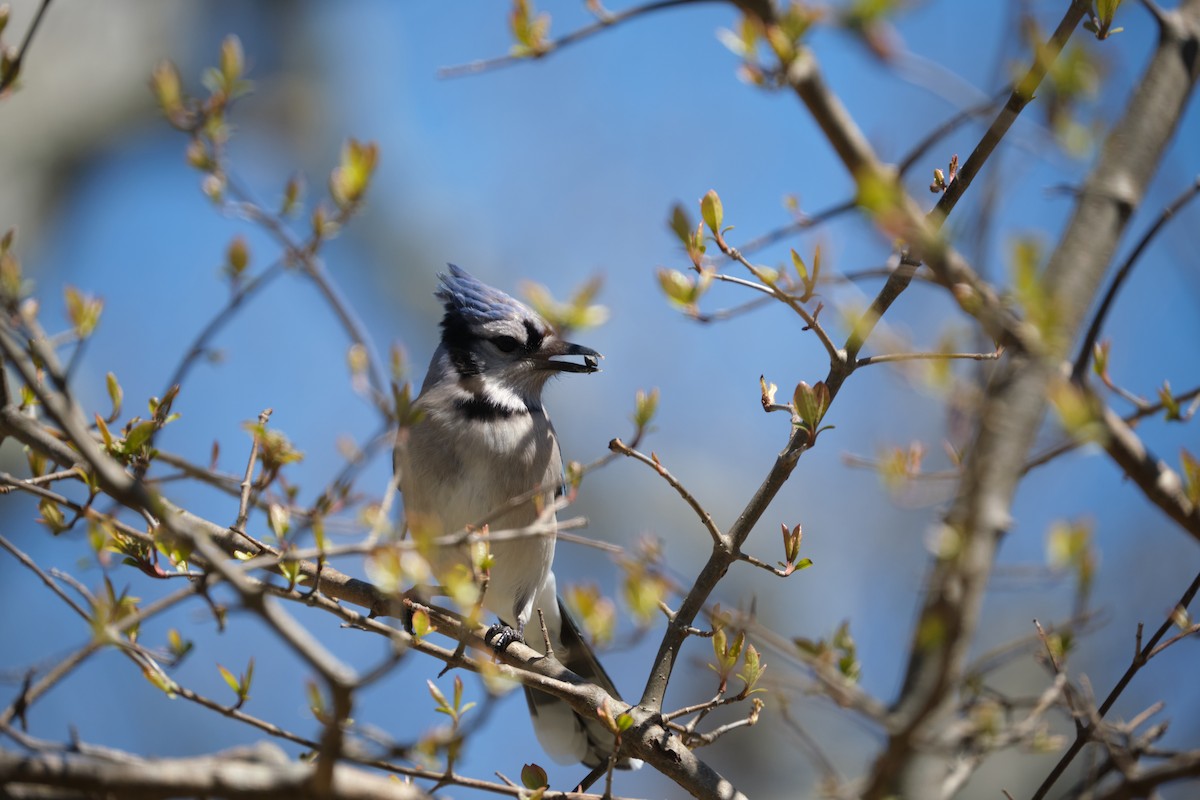 Blue Jay - ML438020331