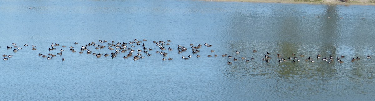 Ring-necked Duck - ML43802041