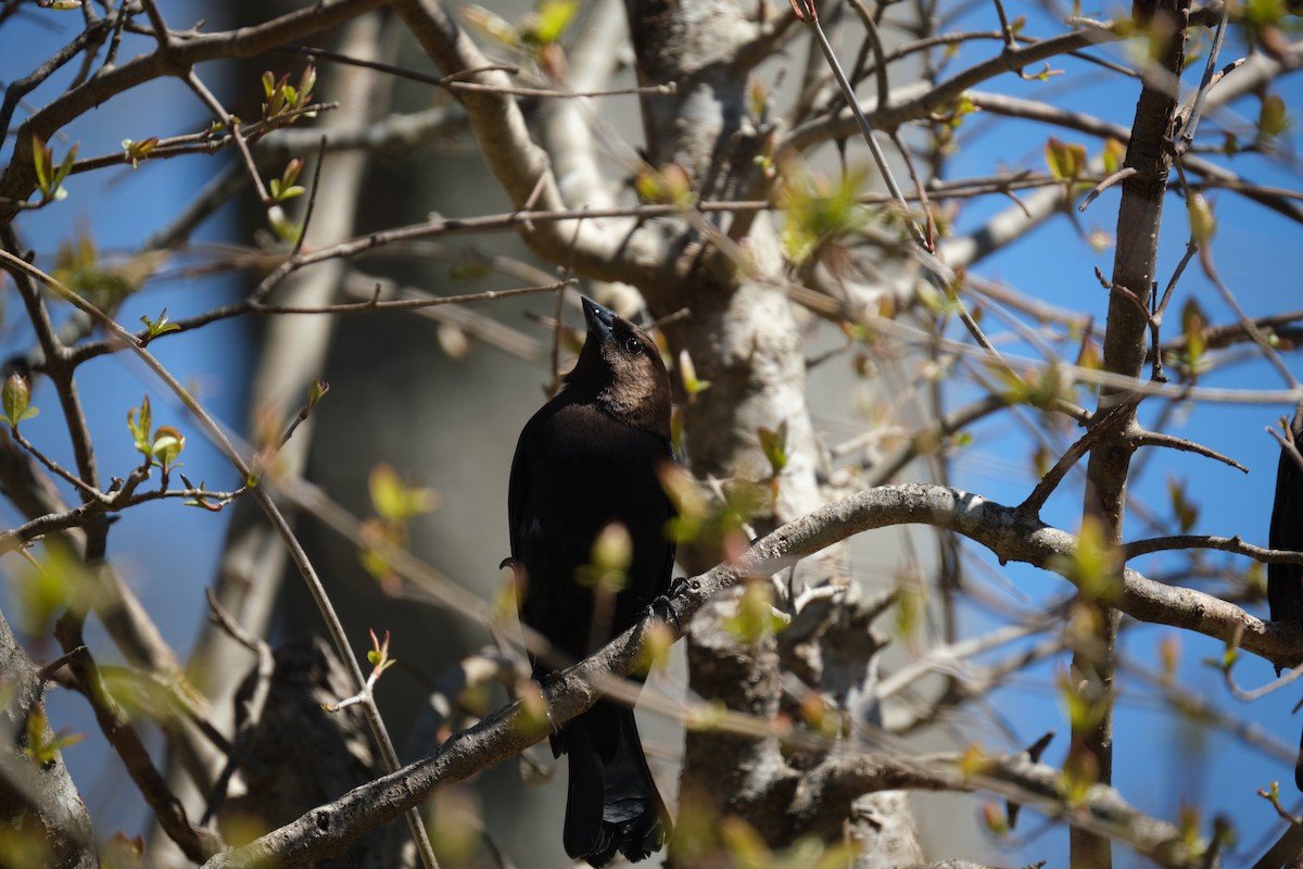 Brown-headed Cowbird - ML438020471