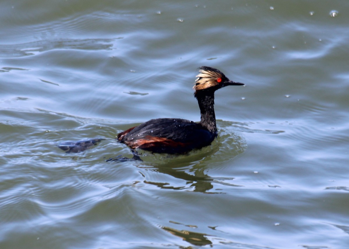 Eared Grebe - ML438020771