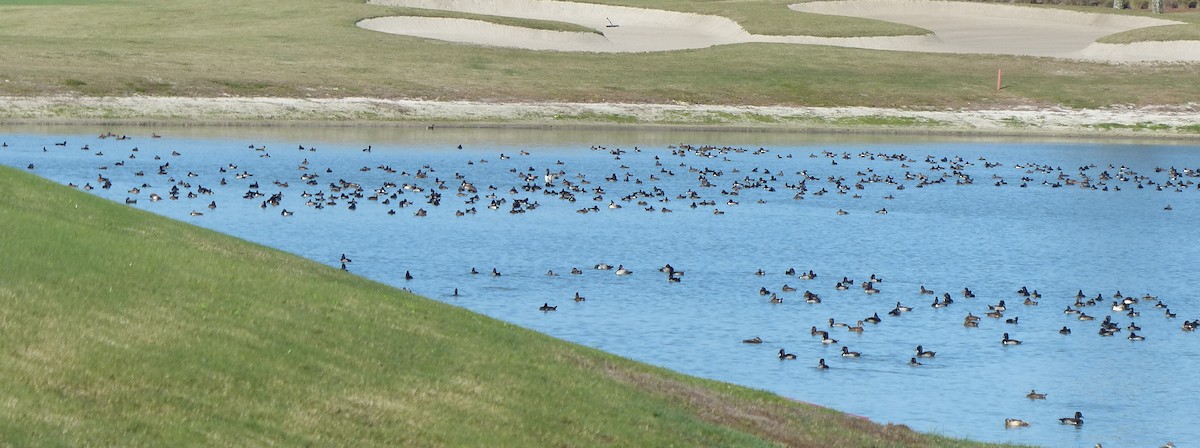 Ring-necked Duck - ML43802101