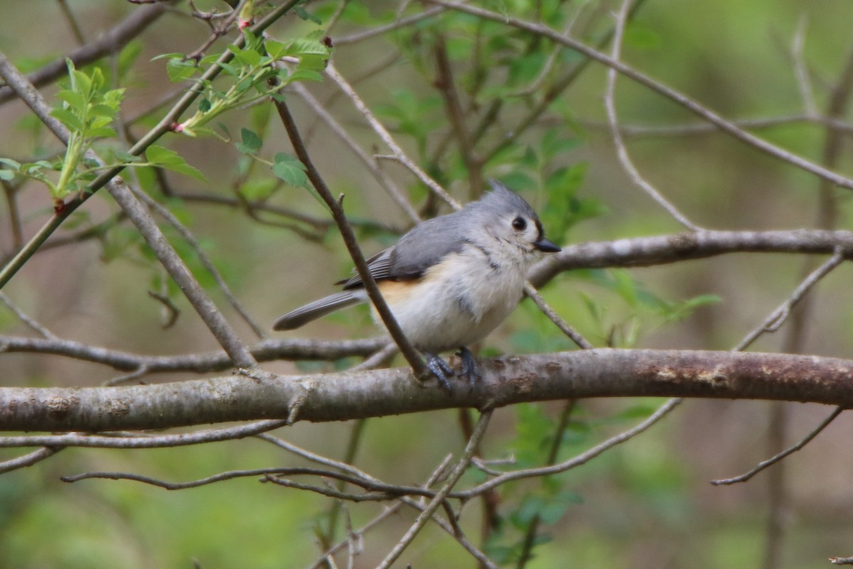 Tufted Titmouse - ML438021131