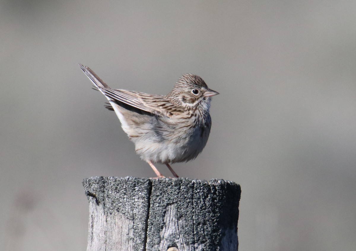 Vesper Sparrow - ML438022911