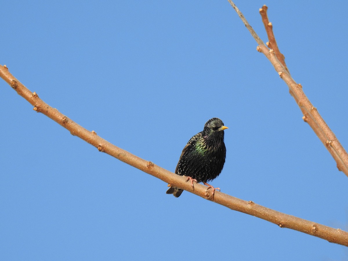 European Starling - ML438026701