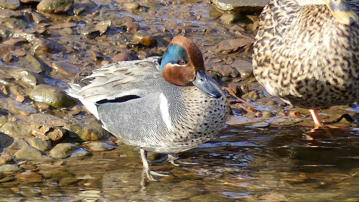 Green-winged Teal - ML438026851
