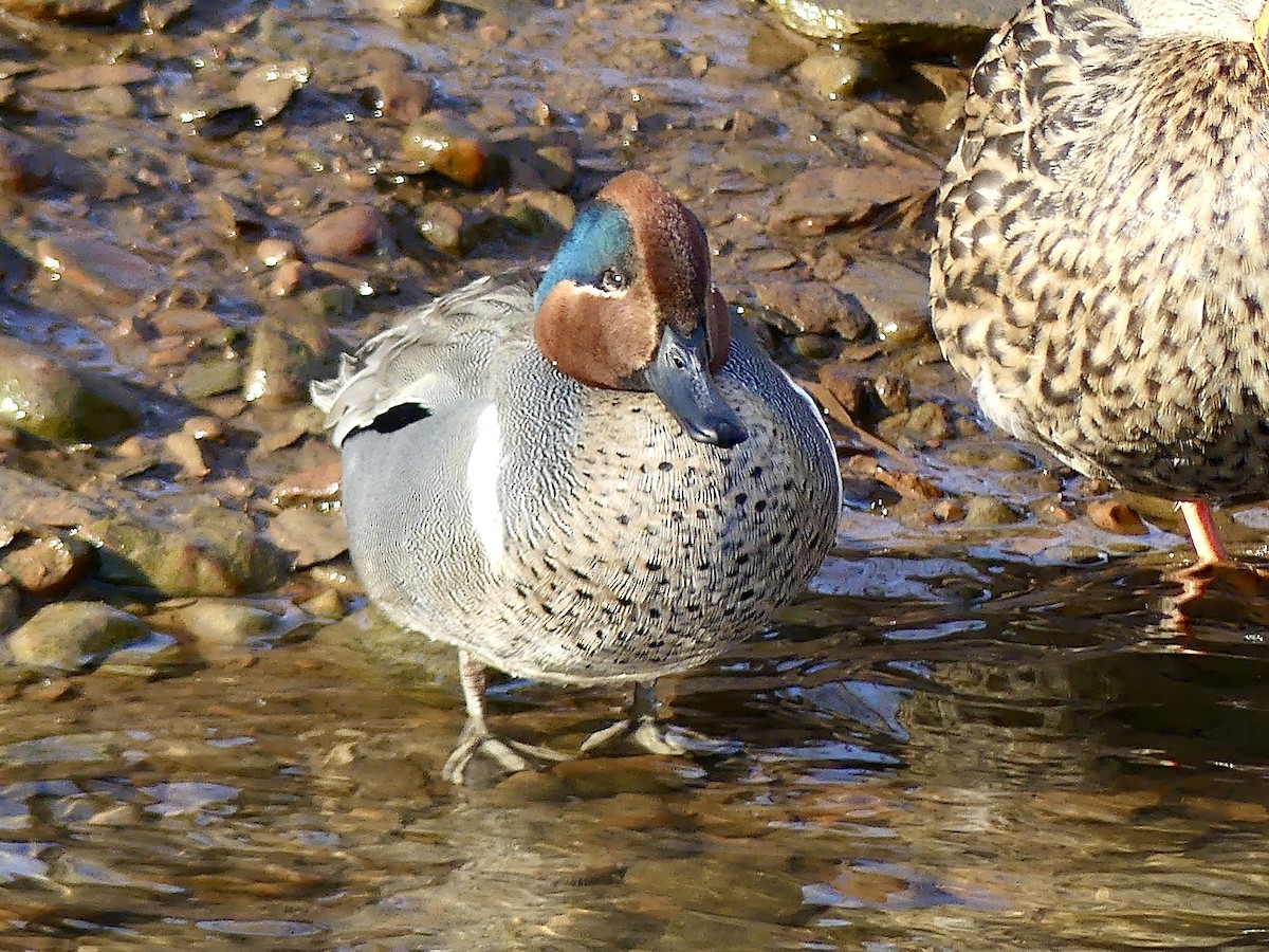 Green-winged Teal - ML438026861