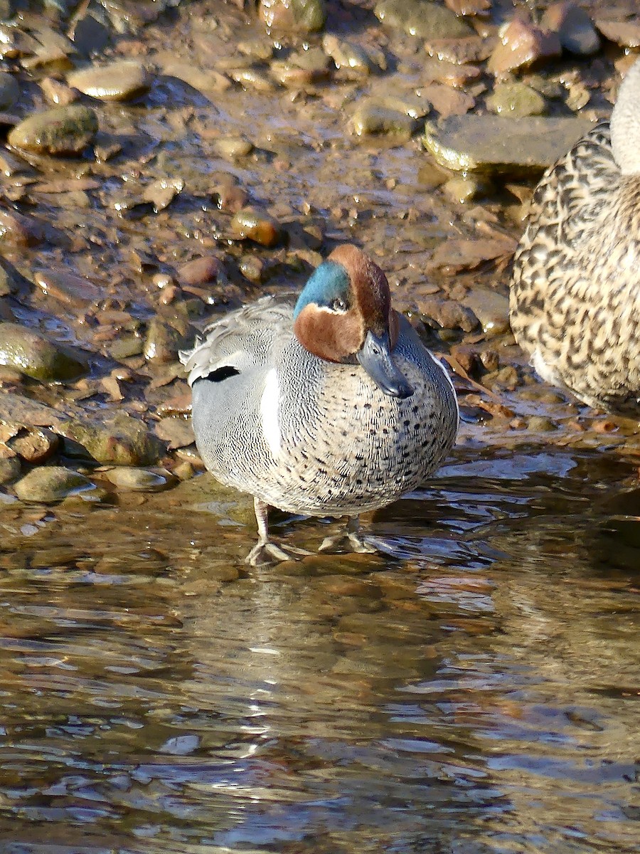 Green-winged Teal - ML438026931