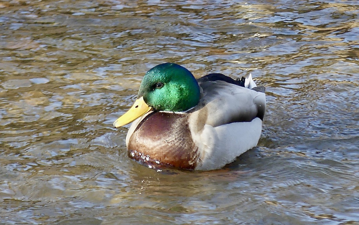 Mallard - Laura Blutstein