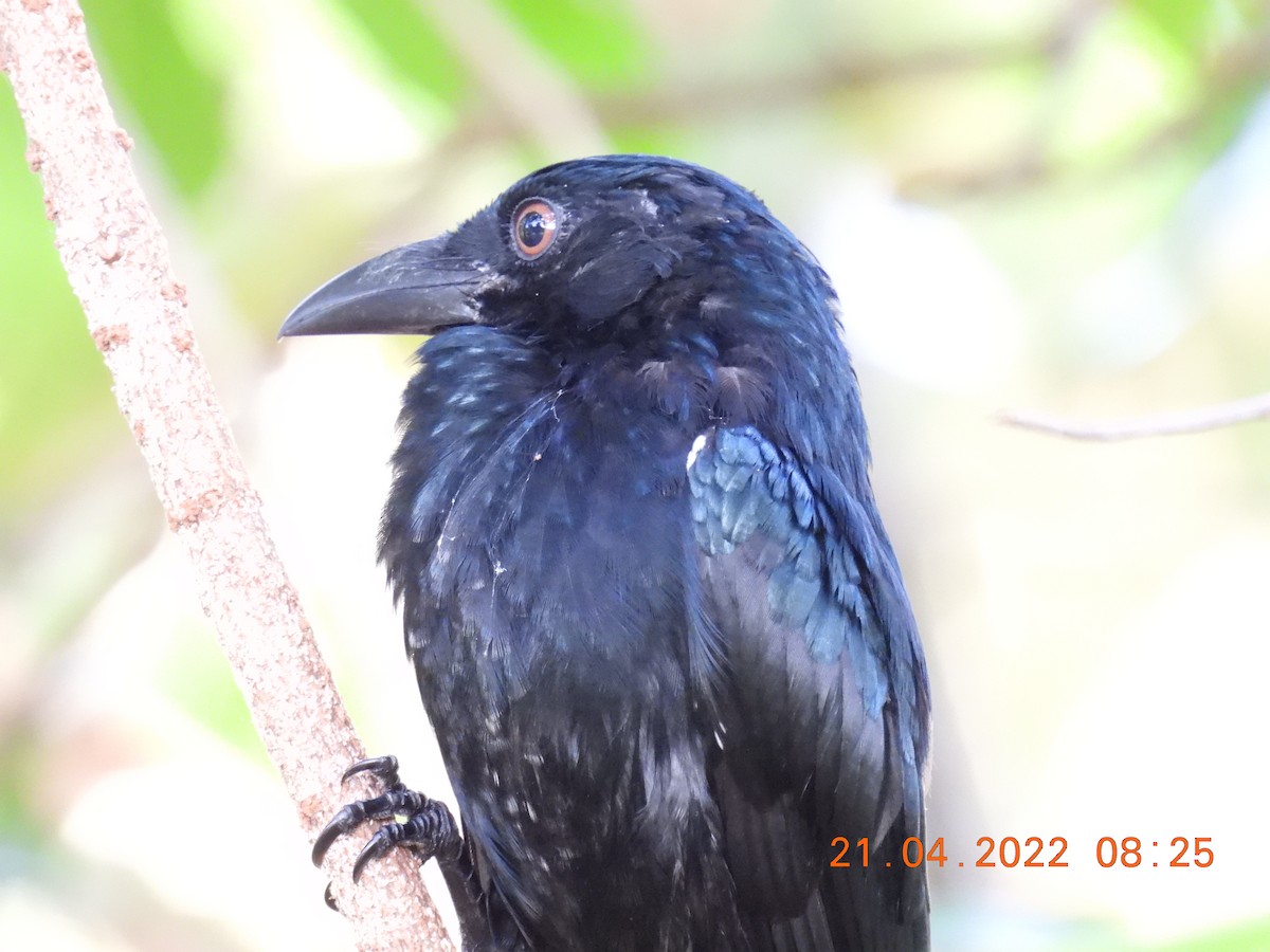 Spangled Drongo - ML438027411