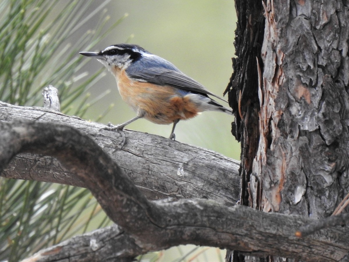 Red-breasted Nuthatch - ML438027581
