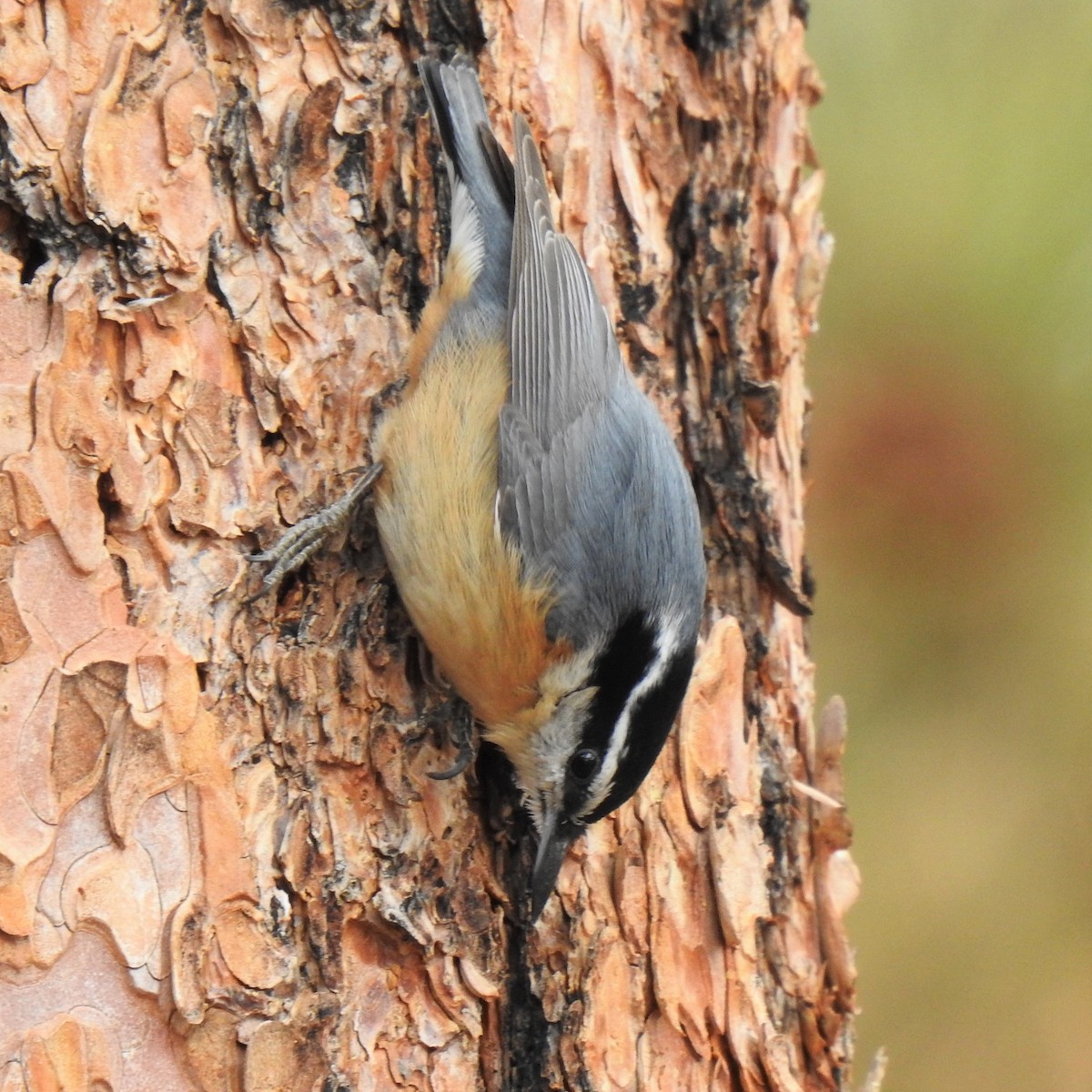 Red-breasted Nuthatch - ML438027621