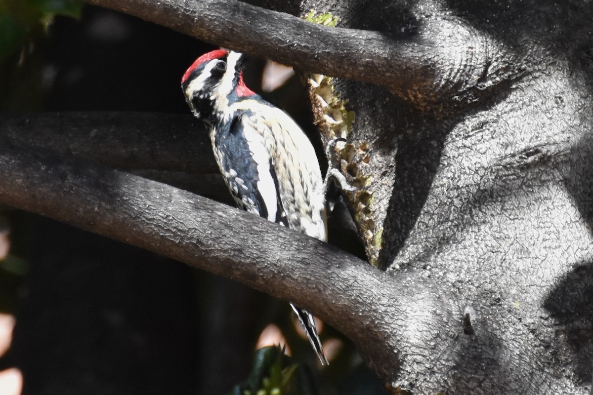 Yellow-bellied Sapsucker - ML438027671