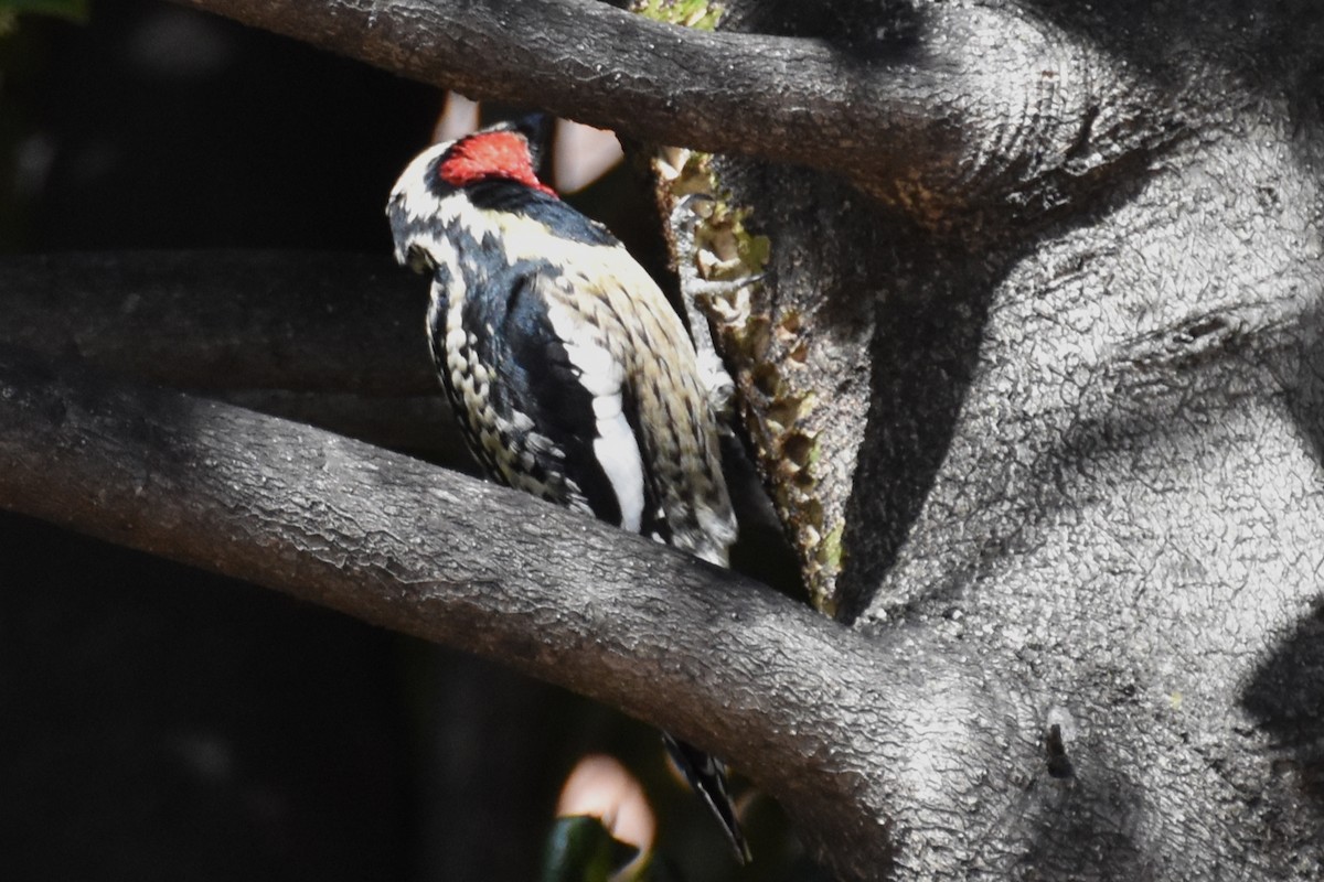 Yellow-bellied Sapsucker - ML438027681