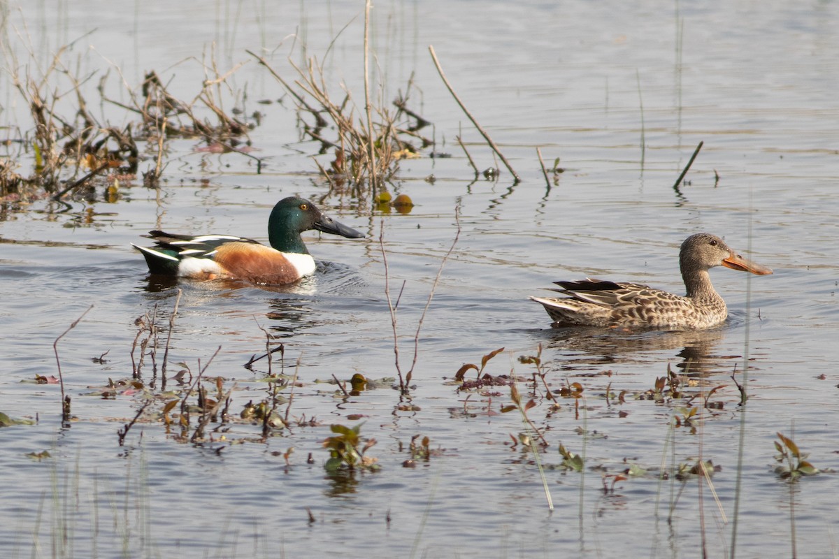 Northern Shoveler - Lucas Bobay